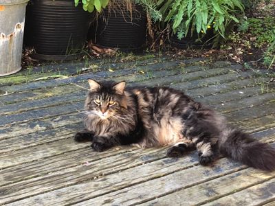 Monst lazing on the deck