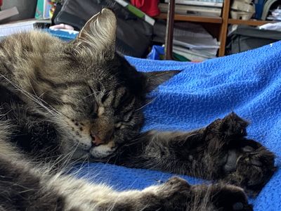 Monst paws
