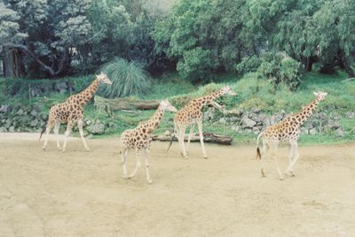 4 giraffes