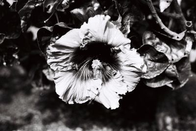 Another flower at the Botanic Gardens Brisbane