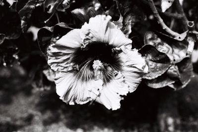 Another flower at the Botanic Gardens Brisbane