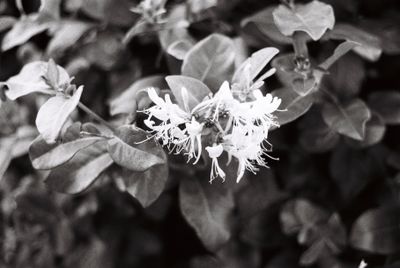 Riverstone flower