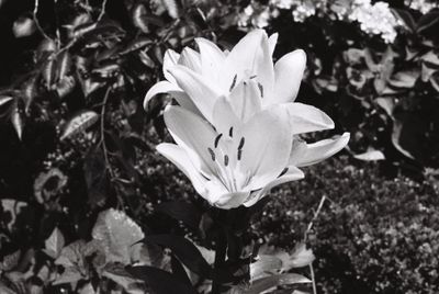 Riverstone flowers