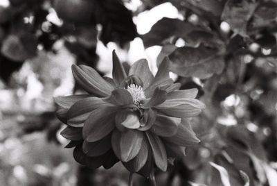 Another Riverstone flower