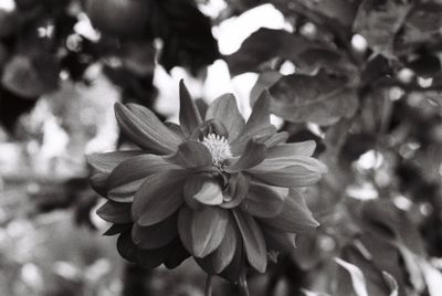 Another Riverstone flower