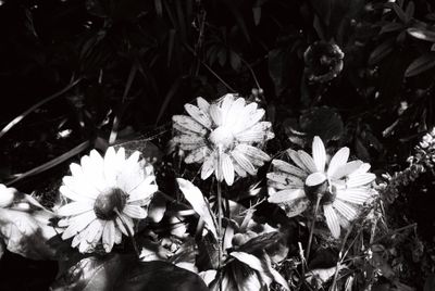 Spider flowers