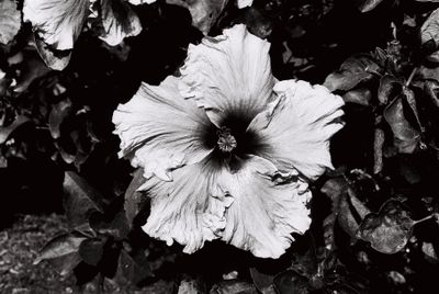 Flower at the Botanic Gardens Brisbane