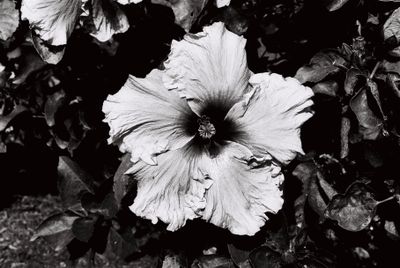 Flower at the Botanic Gardens Brisbane