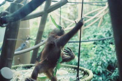 Baby Orangutan grabbing pole