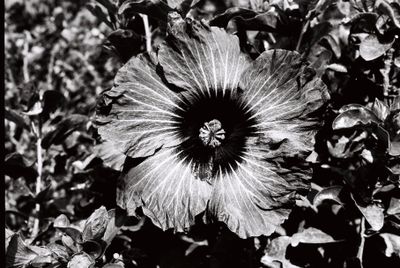 Third flower at the Brisbane Botanic Gardens