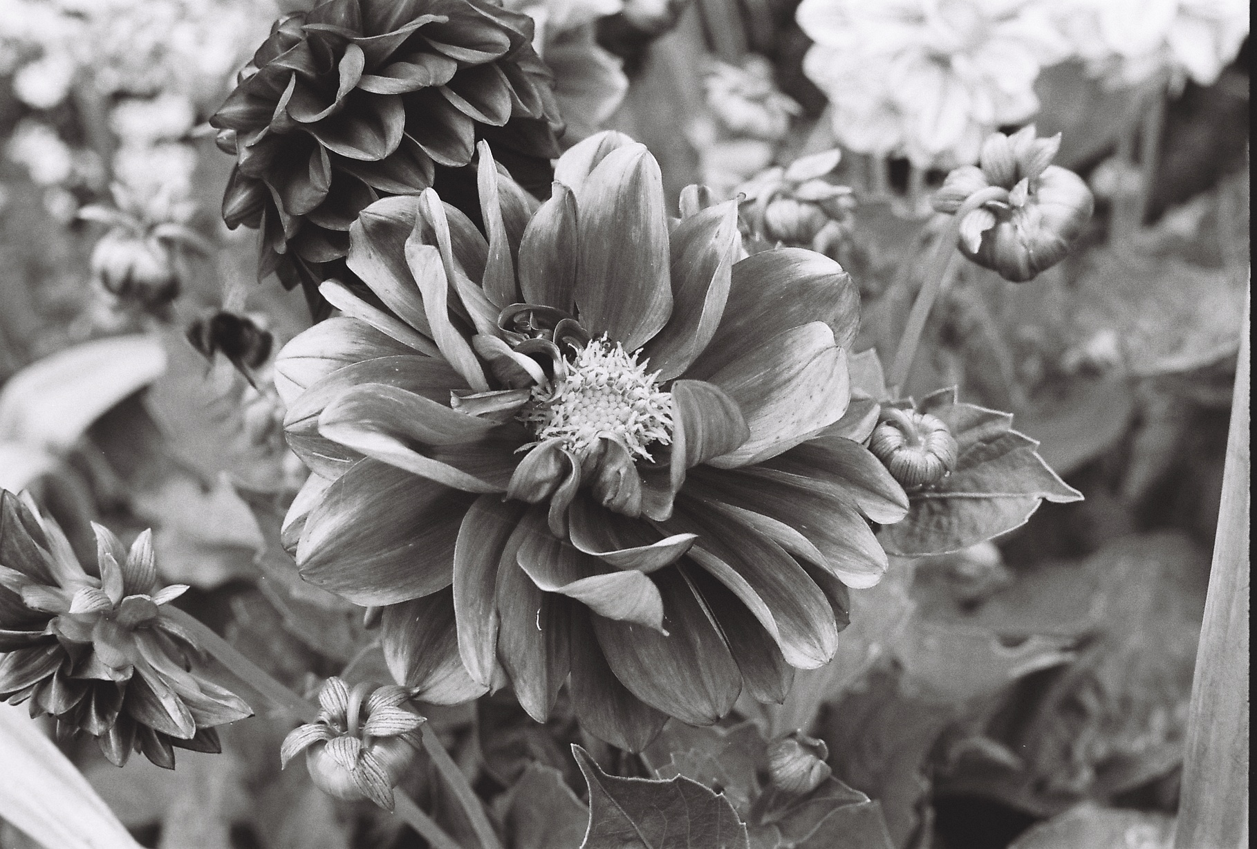 Dalia and bee at Riverstone. Black and white photo of a dalia and bee