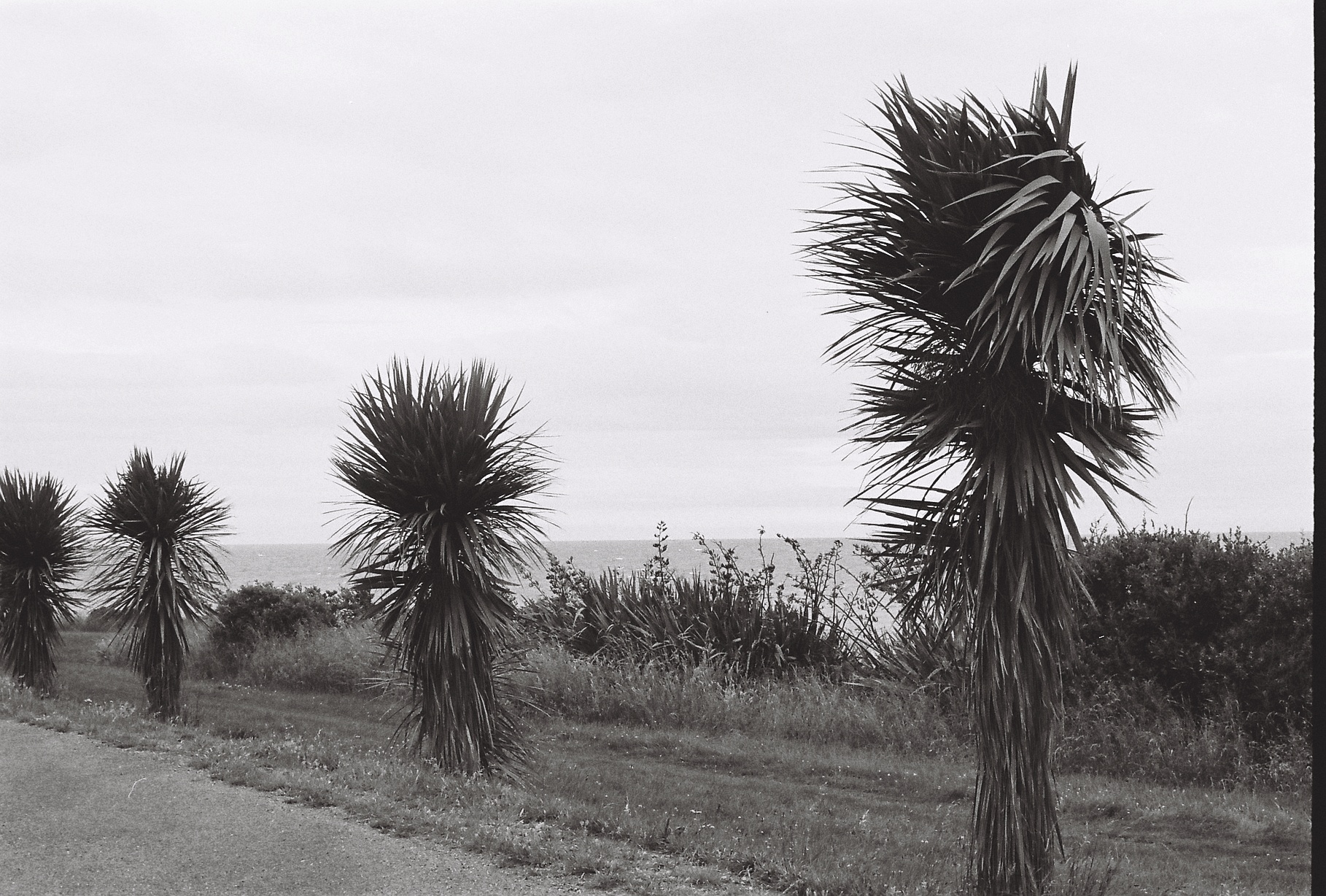 Black and white photo of cabbage trees.