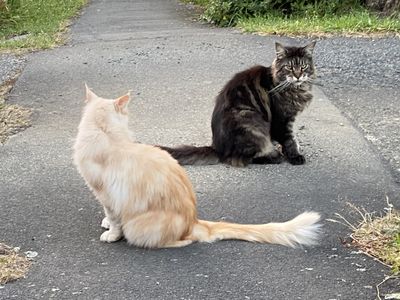 Cheezel and Monst