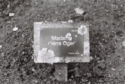 Garden sign reading Madame Pierre Oger